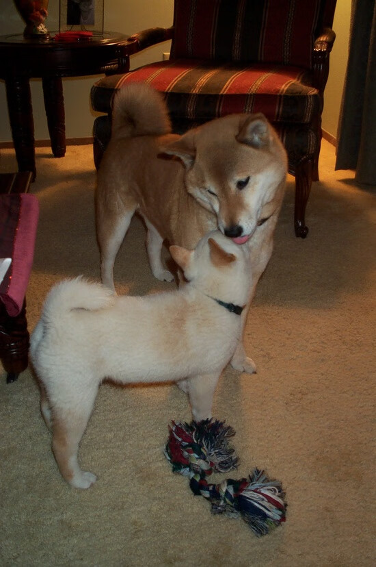 _现代五项：体育多面手的巅峰比拼_，现代五项体育单招