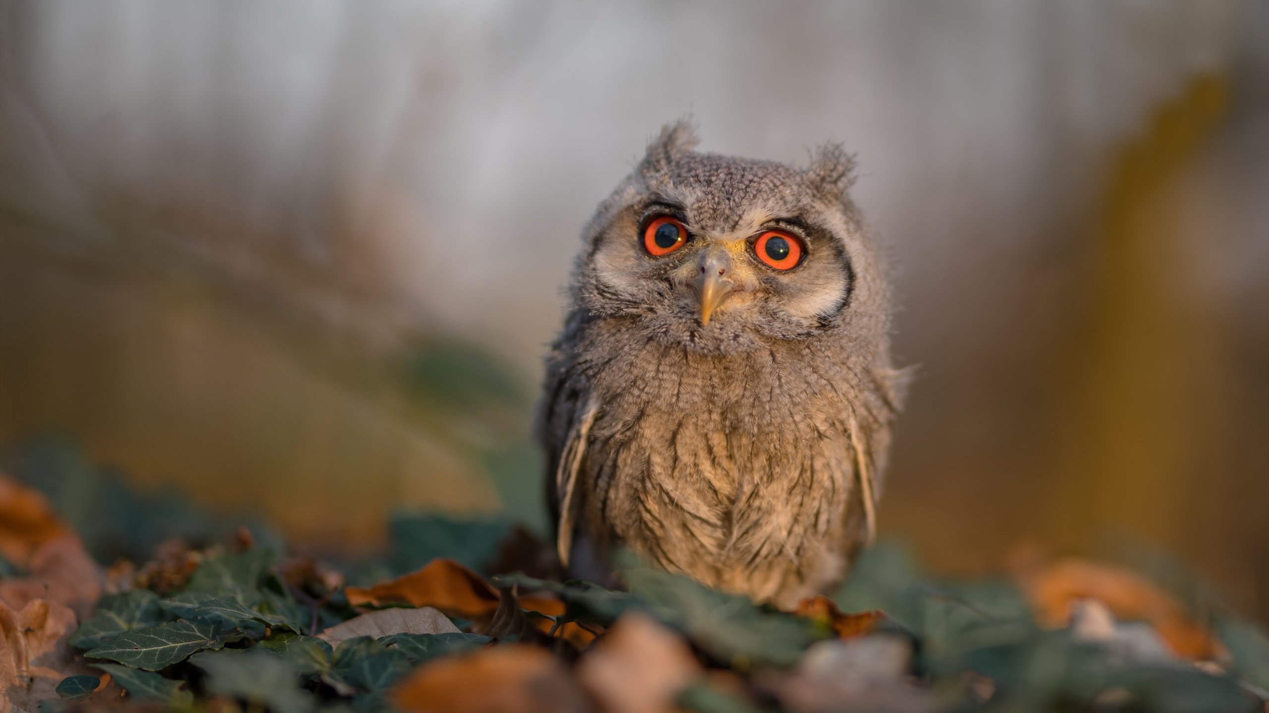 “英超战火持续升级,争冠形势扑朔迷离”,英超的比赛