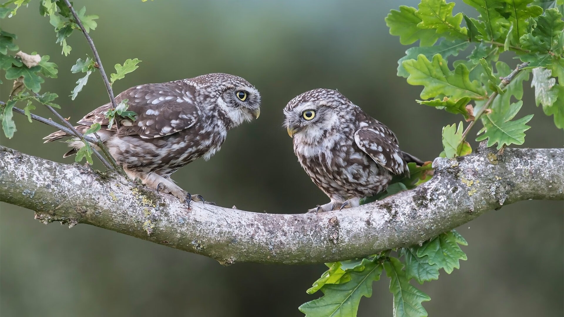 “泥浆飞扬：雨后泥地的疯狂追逐”，泥浆视频