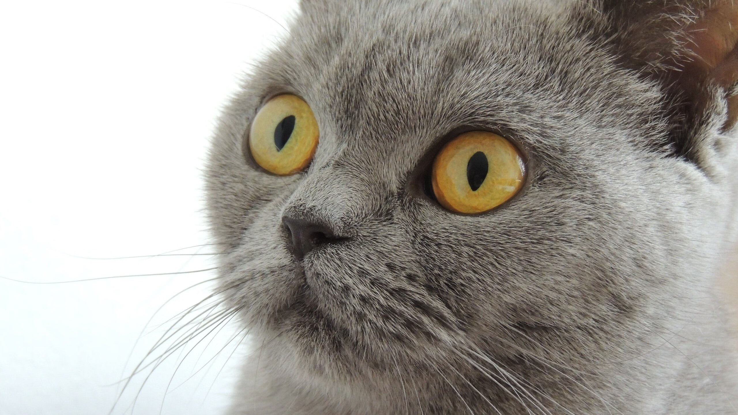 切尔西在英超中立场逐步稳固，追赶排行榜前列，切尔西英超排名近30年