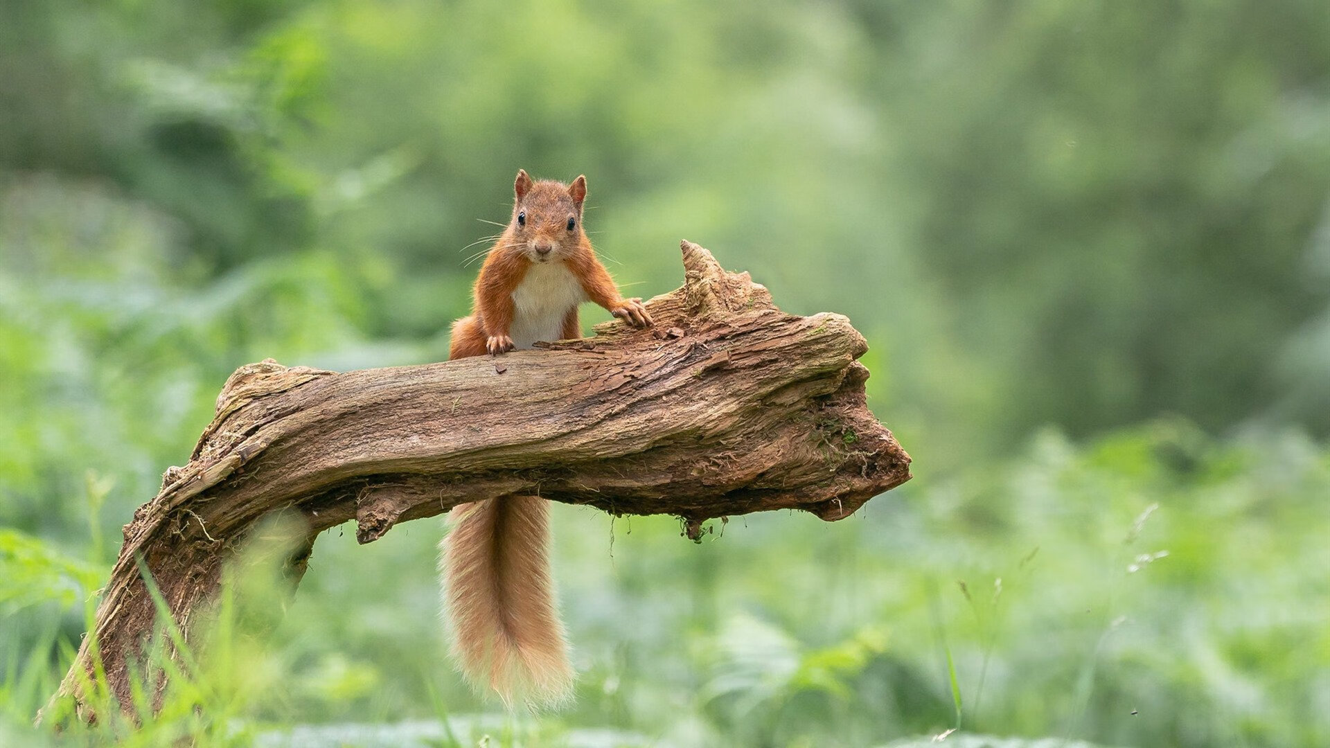 国际极限跑酷公开赛，城市天际线上的极速挑战，城市天际线公路限速